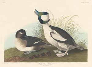 Canard à tête de buffle - Robert Havell after John James Audubon