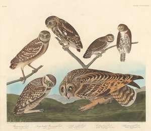 Chouette des terriers, grande chouette des terriers et petite chouette nocturne - Robert Havell after John James Audubon