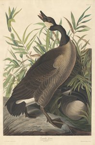 Bernache du Canada - Robert Havell after John James Audubon