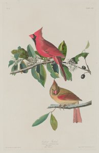 Cardinal Grosbeak - Robert Havell after John James Audubon