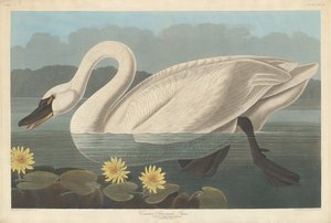 Cygne Américain Commun