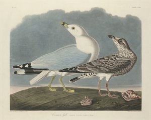 Goéland commun - Robert Havell after John James Audubon