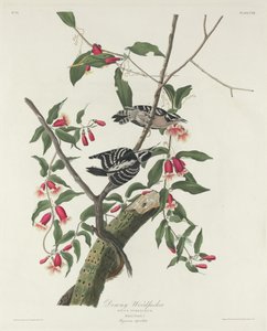 Pic mineur - Robert Havell after John James Audubon