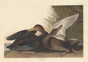 Canard sombre - Robert Havell after John James Audubon