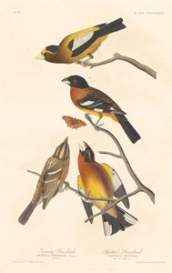 Gros-bec errant et gros-bec tacheté - Robert Havell after John James Audubon