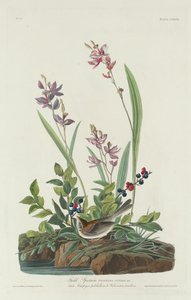 Moineau des champs