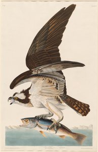 Balbuzard pêcheur