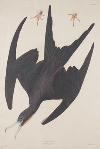 Frégate Pélican - Robert Havell after John James Audubon