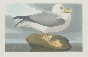 Fulmer Petrel - Robert Havell after John James Audubon