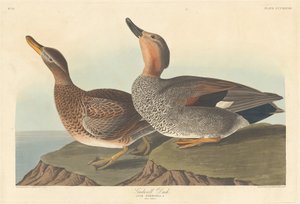 Canard chipeau