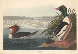 Harle bièvre - Robert Havell after John James Audubon