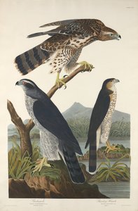 Autourserie et Épervier de Stanley - Robert Havell after John James Audubon