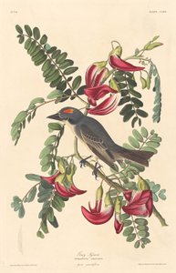 Tyran Gris - Robert Havell after John James Audubon