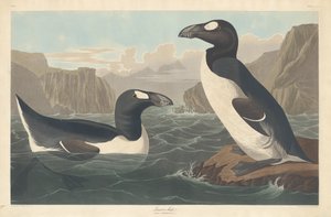 Grand Pingouin