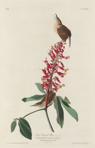 Grand troglodyte de Caroline - Robert Havell after John James Audubon