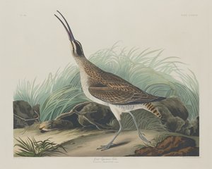 Grand Courlis Esquimau - Robert Havell after John James Audubon
