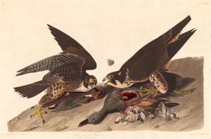 Grand Faucon à Pieds