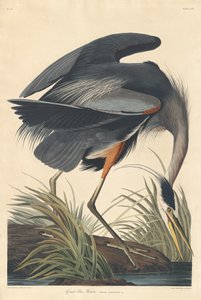 Grand héron bleu - Robert Havell after John James Audubon