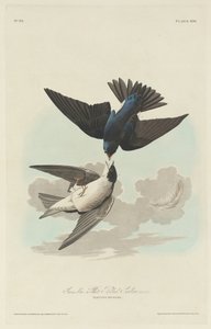 Hirondelle à ventre blanc ou bleu-vert