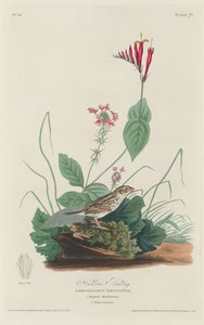 Bruant de Henslow