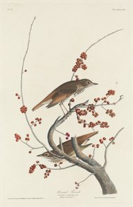 Grive Solitaire - Robert Havell after John James Audubon