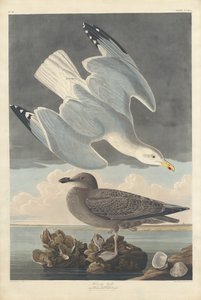 Goéland argenté - Robert Havell after John James Audubon