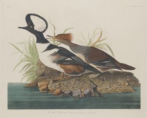 Harle couronné - Robert Havell after John James Audubon