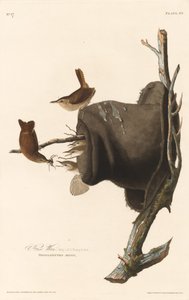 Troglodyte familier - Robert Havell after John James Audubon