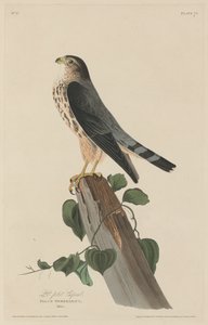 Le Petit Caporal - Robert Havell after John James Audubon