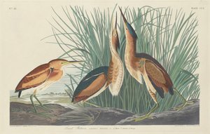 Petit Butor - Robert Havell after John James Audubon