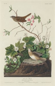 Lincoln Finch - Robert Havell after John James Audubon