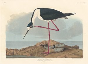 Avocette élégante - Robert Havell after John James Audubon