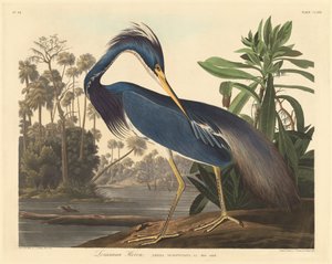 Héron de Louisiane - Robert Havell after John James Audubon