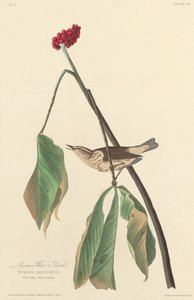 Grive de Louisiane - Robert Havell after John James Audubon