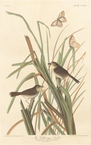 Pinson de MacGillivray - Robert Havell after John James Audubon