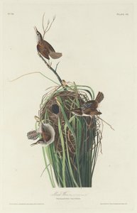Troglodyte des marais - Robert Havell after John James Audubon