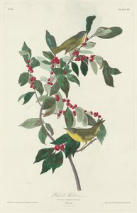 Paruline à joues grises