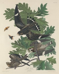 Engoulevent - Robert Havell after John James Audubon