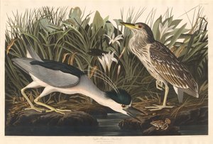 Bihoreau ou Qua bird - Robert Havell after John James Audubon