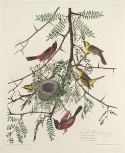 Oriole des vergers