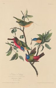 Passerin nonpareil - Robert Havell after John James Audubon