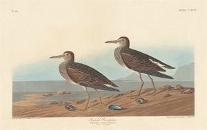 Bécasseau à poitrine cendrée
