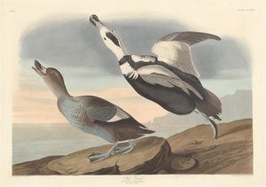 Canard pied - Robert Havell after John James Audubon