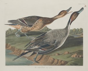 Canard à queue pointue - Robert Havell after John James Audubon