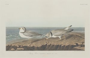 Pluvier Siffleur - Robert Havell after John James Audubon