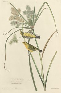 Paruline des Prairies