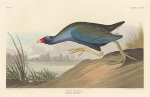 Talève violacée - Robert Havell after John James Audubon