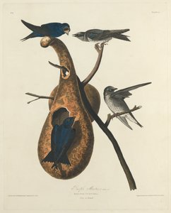 Hirondelle Noire