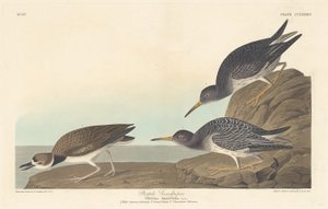 Bécasseau violet - Robert Havell after John James Audubon