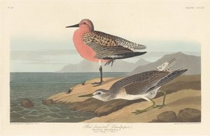Bécasseau à poitrine rousse - Robert Havell after John James Audubon